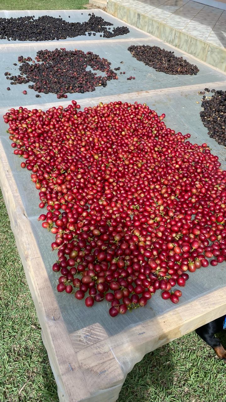 Cerejas vermelhas de café secando em terreiro suspenso