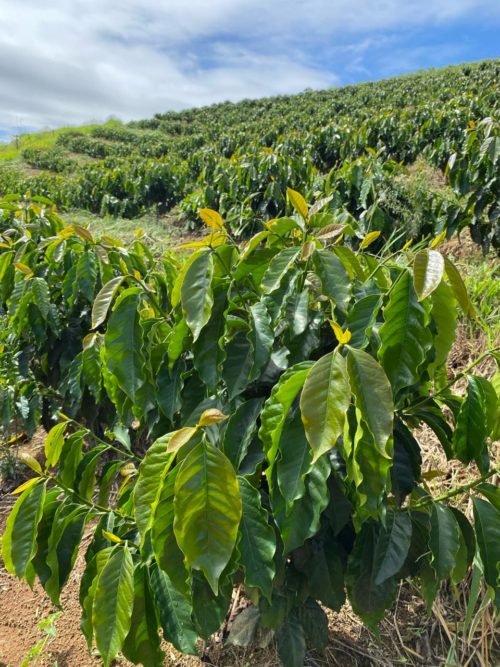 Lavoura de café em encosta