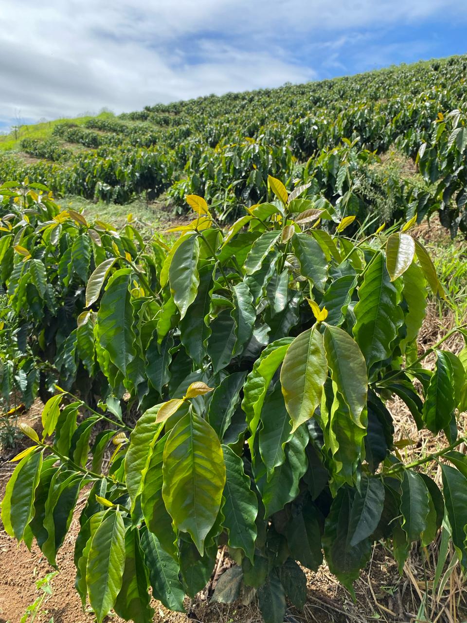Lavoura de café em encosta, sob céu azul