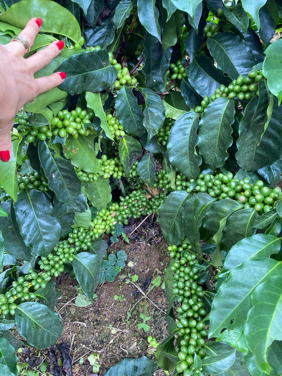 Frutos verdes de café no galho