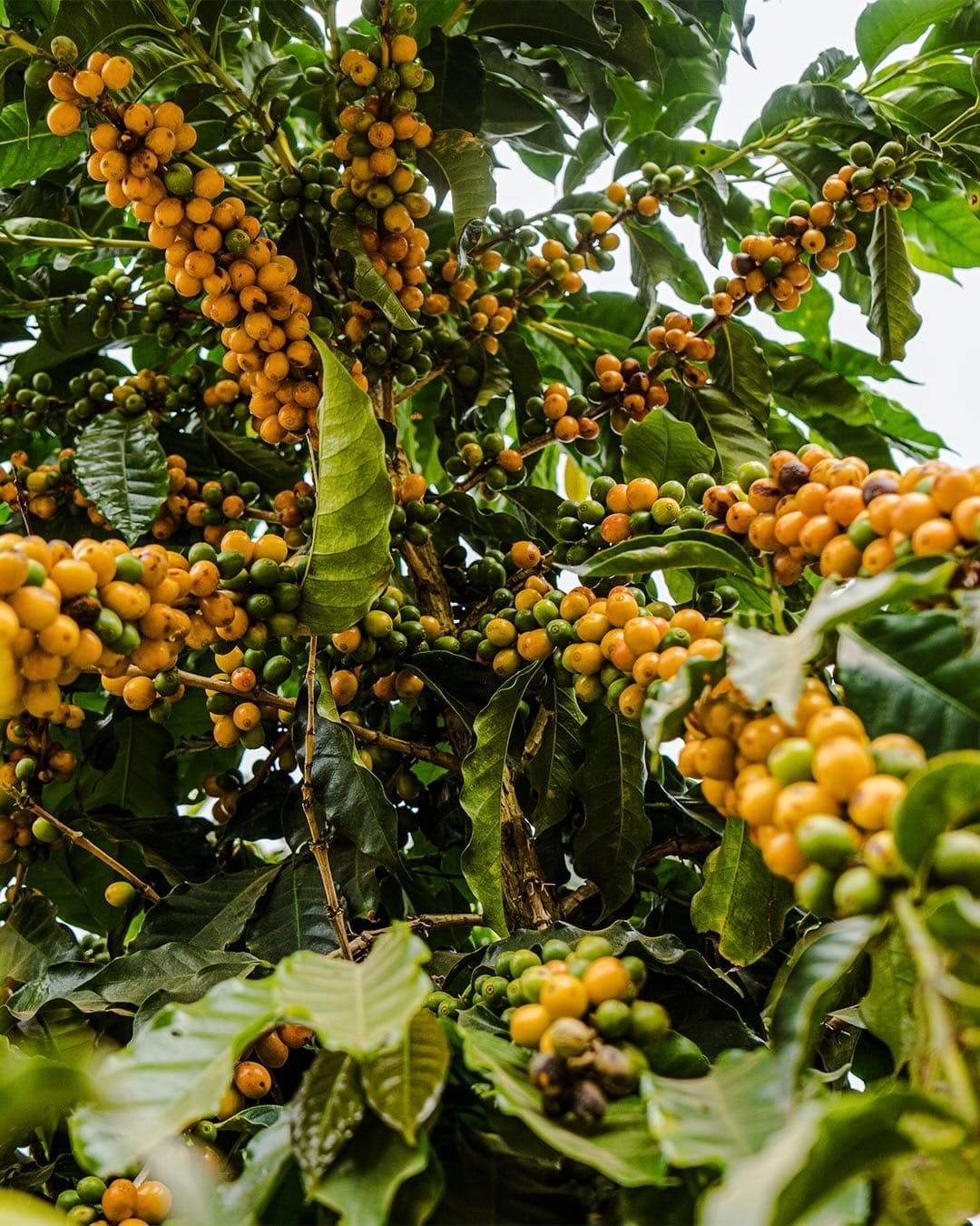 Ramo de café com frutos amarelos