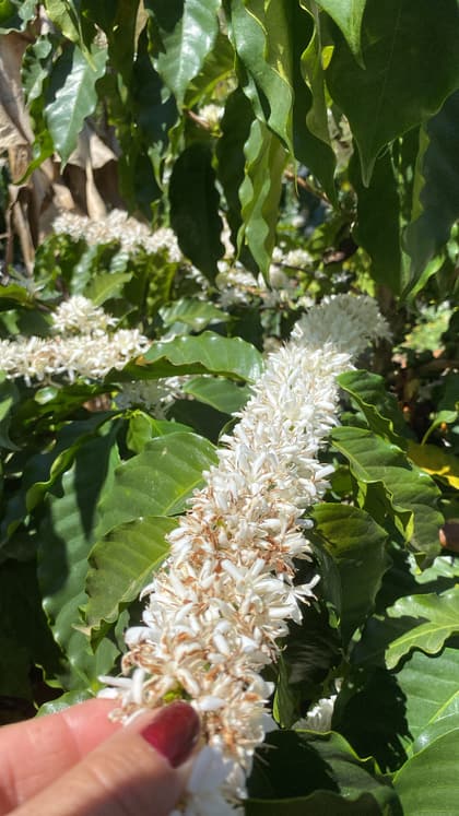 Florada do café