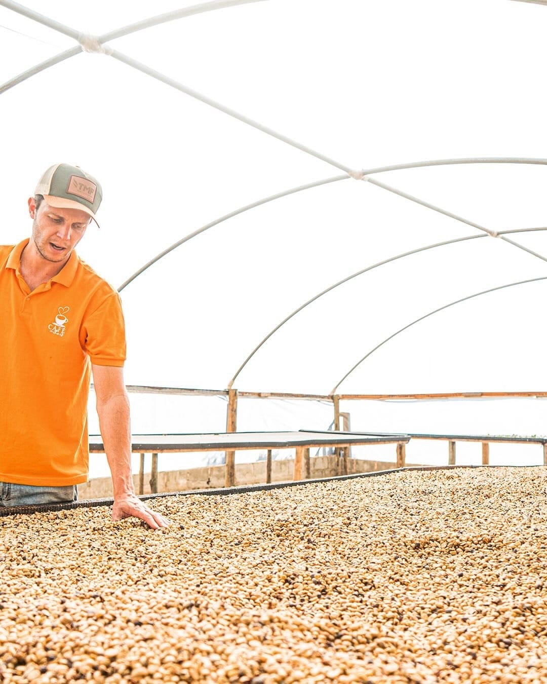 Produtor conferindo o café na estufa de secagem