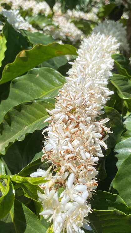 Detalhe da florada