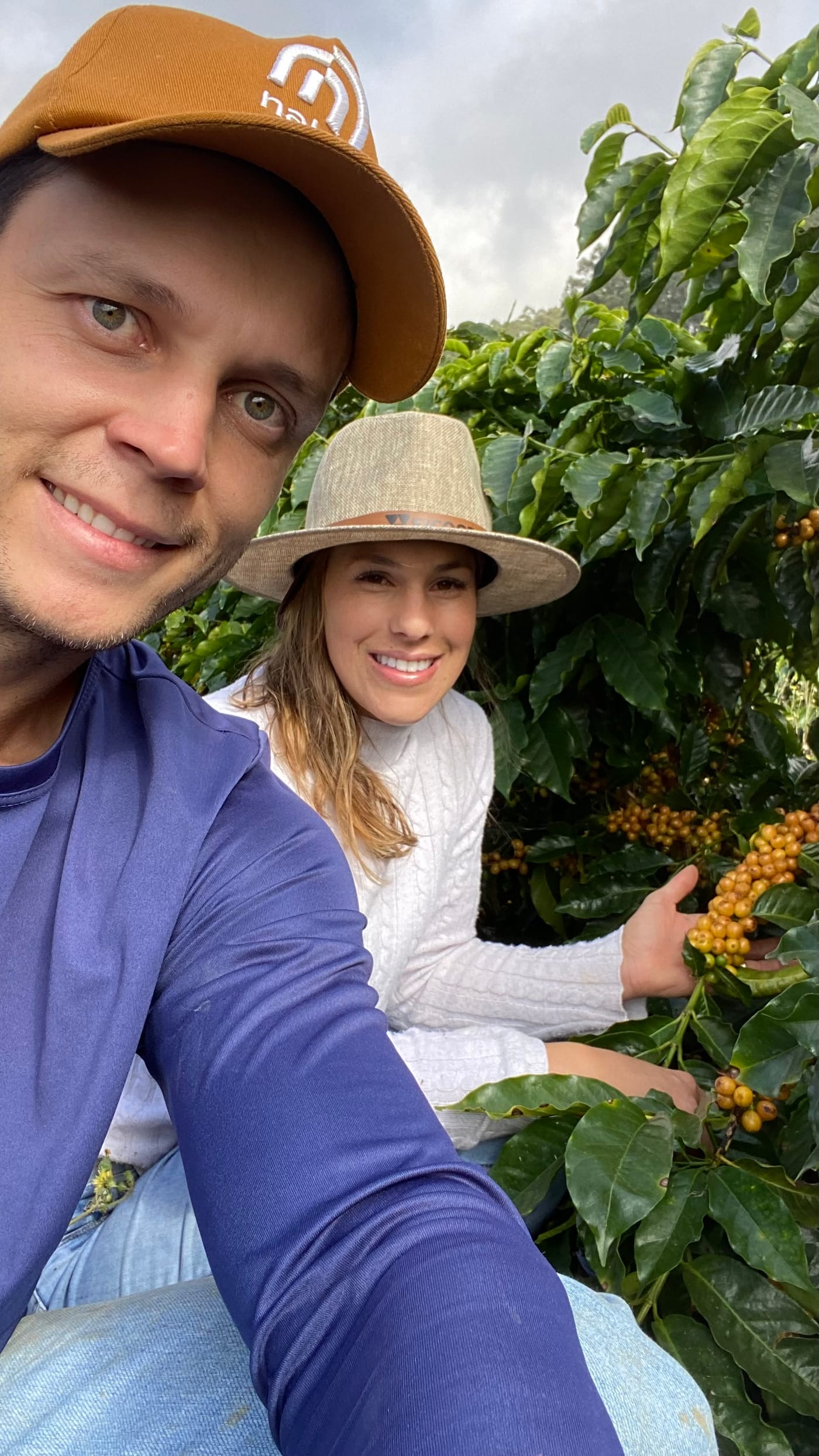Casal colhendo frutos amarelos de café