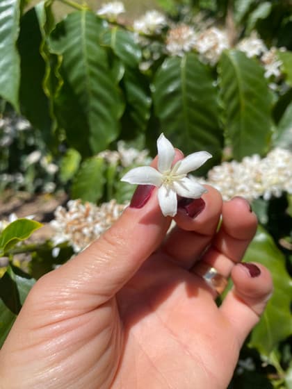 Flor de café na mão